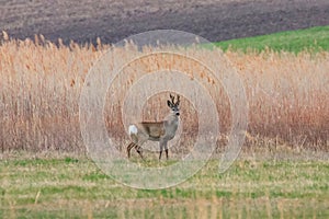 Wild Roe Deer Buck in a field