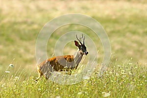 Wild roe deer buck on natural meadow