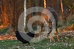 Wild roe deer came to the farm`s free-range chickens during autumn.