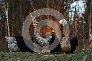 Wild roe deer came to the farm`s free-range chickens during autumn.