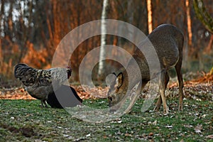 Wild roe deer came to the farm`s free-range chickens during autumn.