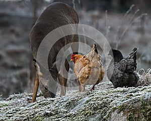 Wild roe deer came to the farm`s free-range chickens over a land frozen autumn.