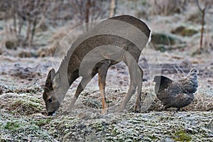 Wild roe deer came to the farm`s free-range chickens over a land frozen autumn.