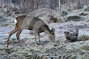 Wild roe deer came to the farm`s free-range chickens over a land frozen autumn.