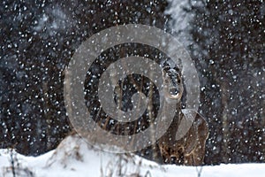 A wild roe deer, Capreolus capreolus female in a snowstorm in wintery landscape .