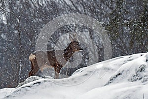 A wild roe deer, Capreolus capreolus male in a snowstorm in wintery landscape .