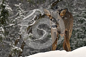 A wild roe deer, Capreolus capreolus male in a snowy wintery landscape