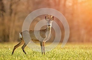 Wild roe deer in early morning light