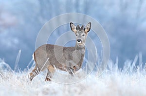 Wild roe deer in a frost covered field