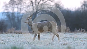 Wild roe deer in a frost covered field during winter season