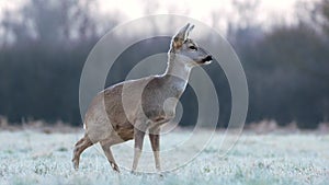 Wild roe deer in a frost covered field during winter season