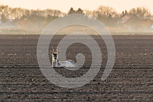 Wild roe deer laying on the field. Capreolus capreolus.