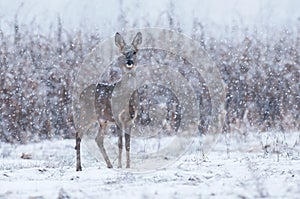 Wild roe deer in a snowstorm