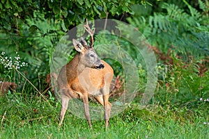 Wild roe deer standing by the edge of the forest