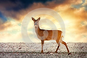 Wild roe deer, sunset sky