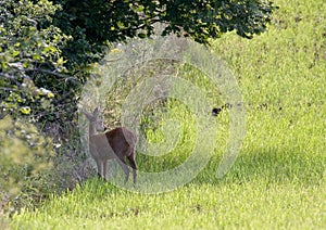 Wild roe hiding in the bush in Jura, France