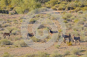Wild Rogue Donkeys, also known as Feral Burros,  graze the Sonoran Desert mountains in Maricopa County. Arizona USA