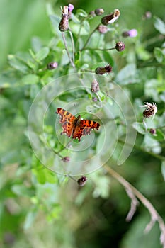 Wild romantic butterfly on the flower photo