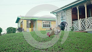 Wild Rooster on a Lawn in Oistins, Barbados