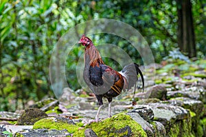 Wild Rooster on Ruins in Polynesia