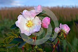 Wild rose.