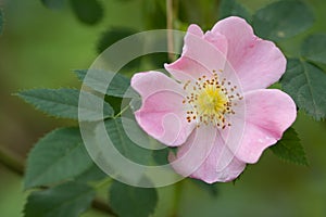 Wild rose photo