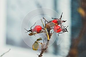 Wild rose berries in winter