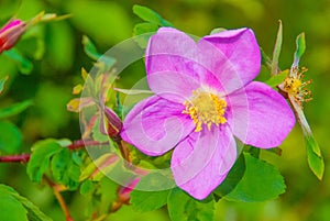 Wild Rose