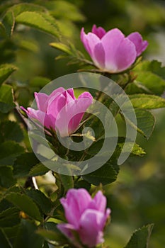 Wild Rose in bloom with leaves