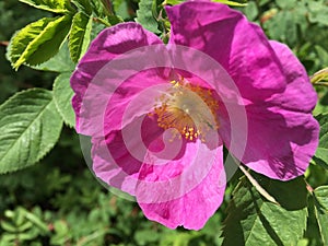 Wild rose in bloom in the spring in Maine