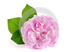 Wild rose blooming flower isolated on a white background