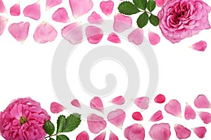 Wild rose blooming flower isolated on a white background with copy space for your text. Top view. Flat lay pattern