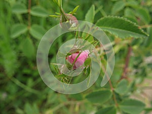 Wild rose blosson flower in pink color. Dog rose or Rosa canina.