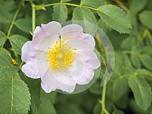 Wild rose blosson flower in pink color. Dog rose or Rosa canina.