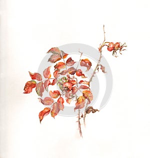 Wild rose branch with hips watercolor painting