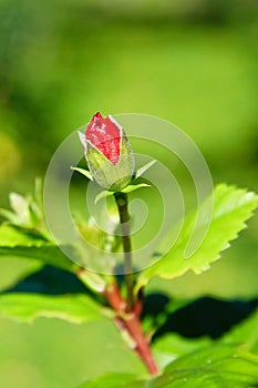 Wild Rose Bud