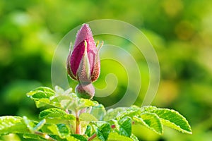 Wild rose bud with dew