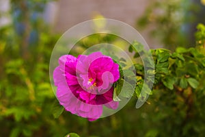 Wild rose Bush in bloom