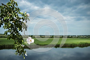 Wild rose bush blooms on the river