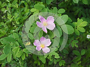 The wild rose Bush blooms in the spring. Bright beautiful rosehip flowers in a delicate pink color of pastel tones. Rosehip