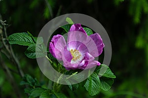 Wild rose bush with dark pink flower in spring time. Rose hip flower in nature. Pink rosehip flower on dark green.