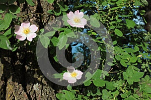 Wild rose bush with delicate pink flowers on the blurred natural green background. Summer landscape.