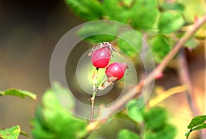 Wild rose bush with ripe red fruits closeup