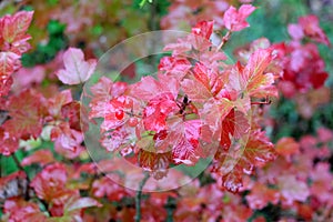 Wild rose bush with ripe red fruits closeup