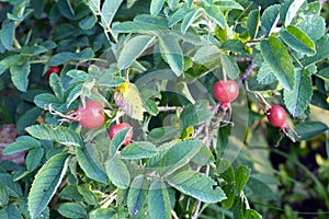 Wild rose bush with ripe red fruits in the dense branches with green leaves