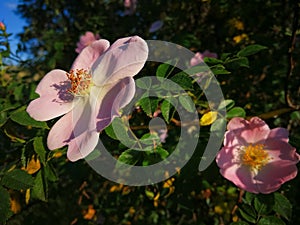 Wild Rose Bush photo
