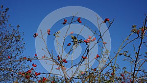 Wild rose bushes in a Latvian village.