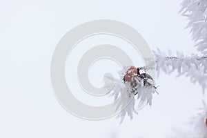 Wild-rose covered with frost