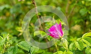 Wild Rose. Delicate, colorful flowers. Flowering shrub. Green areas in the city. Fragrant flowers.