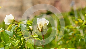 Wild Rose. Delicate, colorful flowers. Flowering shrub. Green areas in the city. Fragrant flowers.